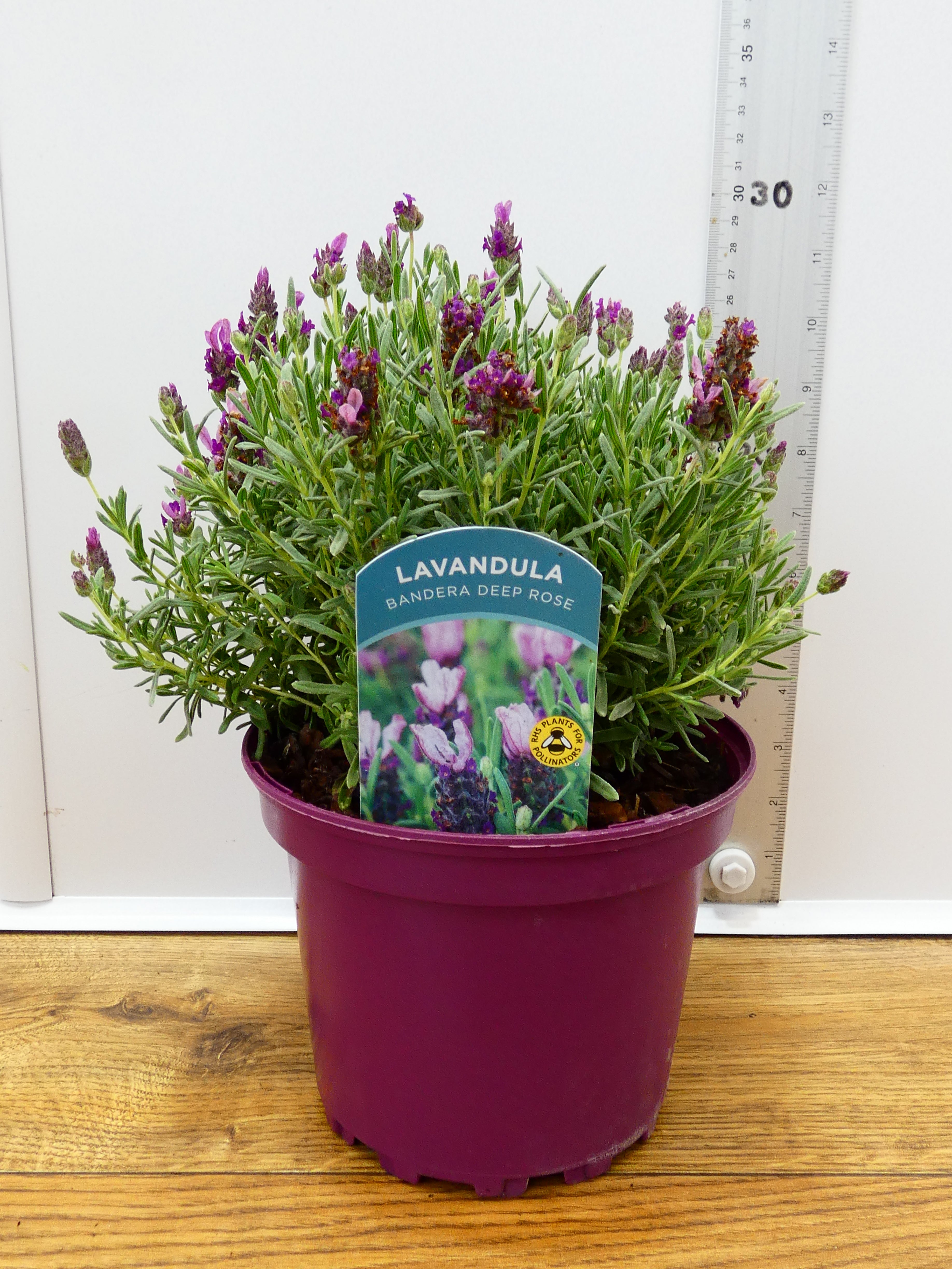 Lavandula st. 'Bandera Deep Rose' (2ltr)