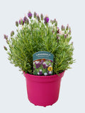 Lavandula st. 'Bandera Pink' (2ltr)