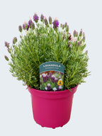 Lavandula st. 'Bandera Pink' (2ltr)