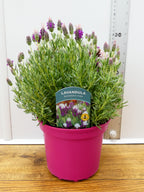 Lavandula st. 'Bandera Pink' (2ltr)