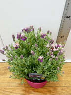 Lavandula st. 'Bandera Pink' (2ltr)