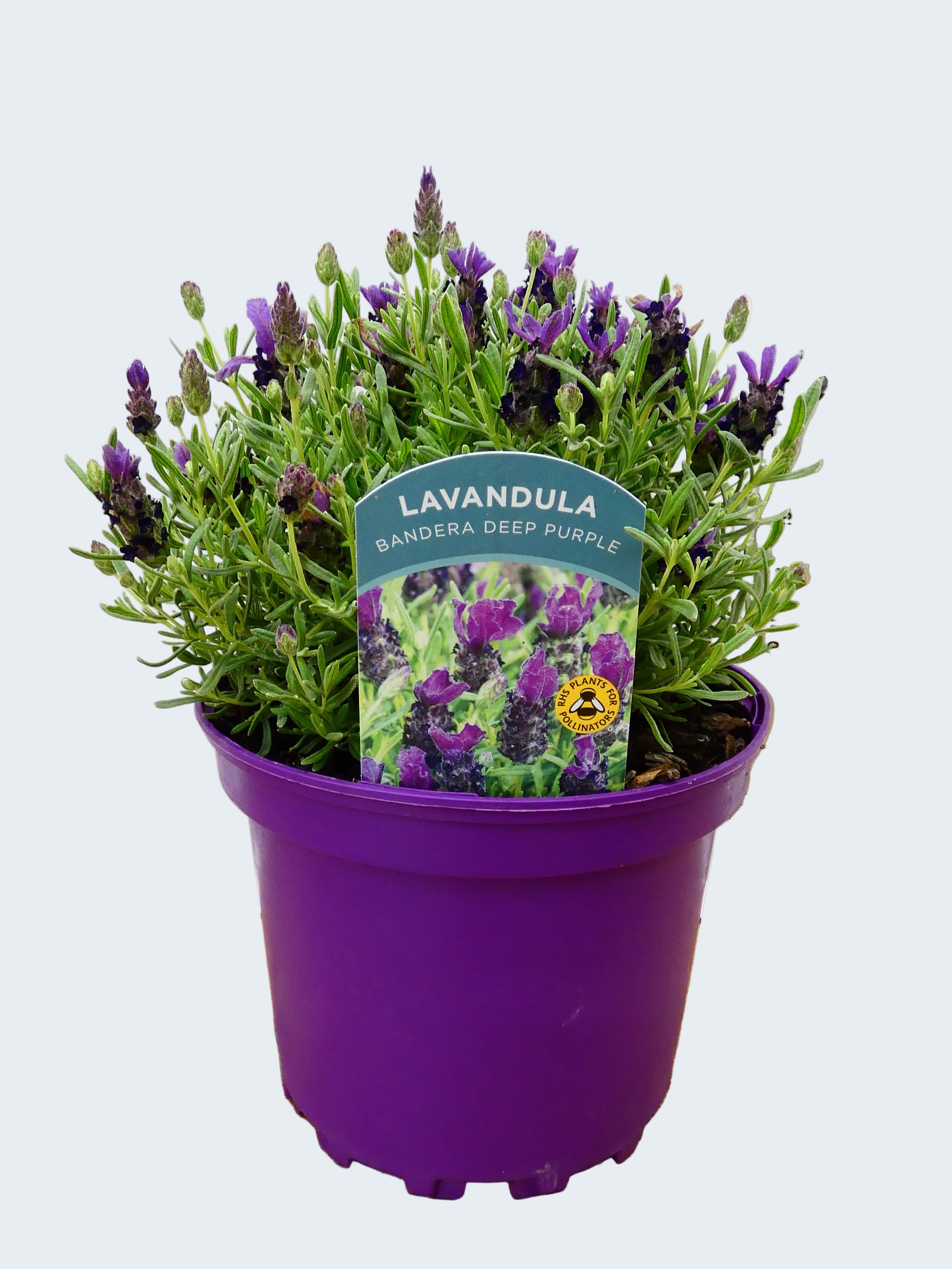 Lavandula st. 'Bandera Deep Purple' (2ltr)