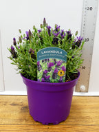 Lavandula st. 'Bandera Deep Purple' (2ltr)