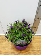 Lavandula st. 'Bandera Deep Purple' (2ltr)