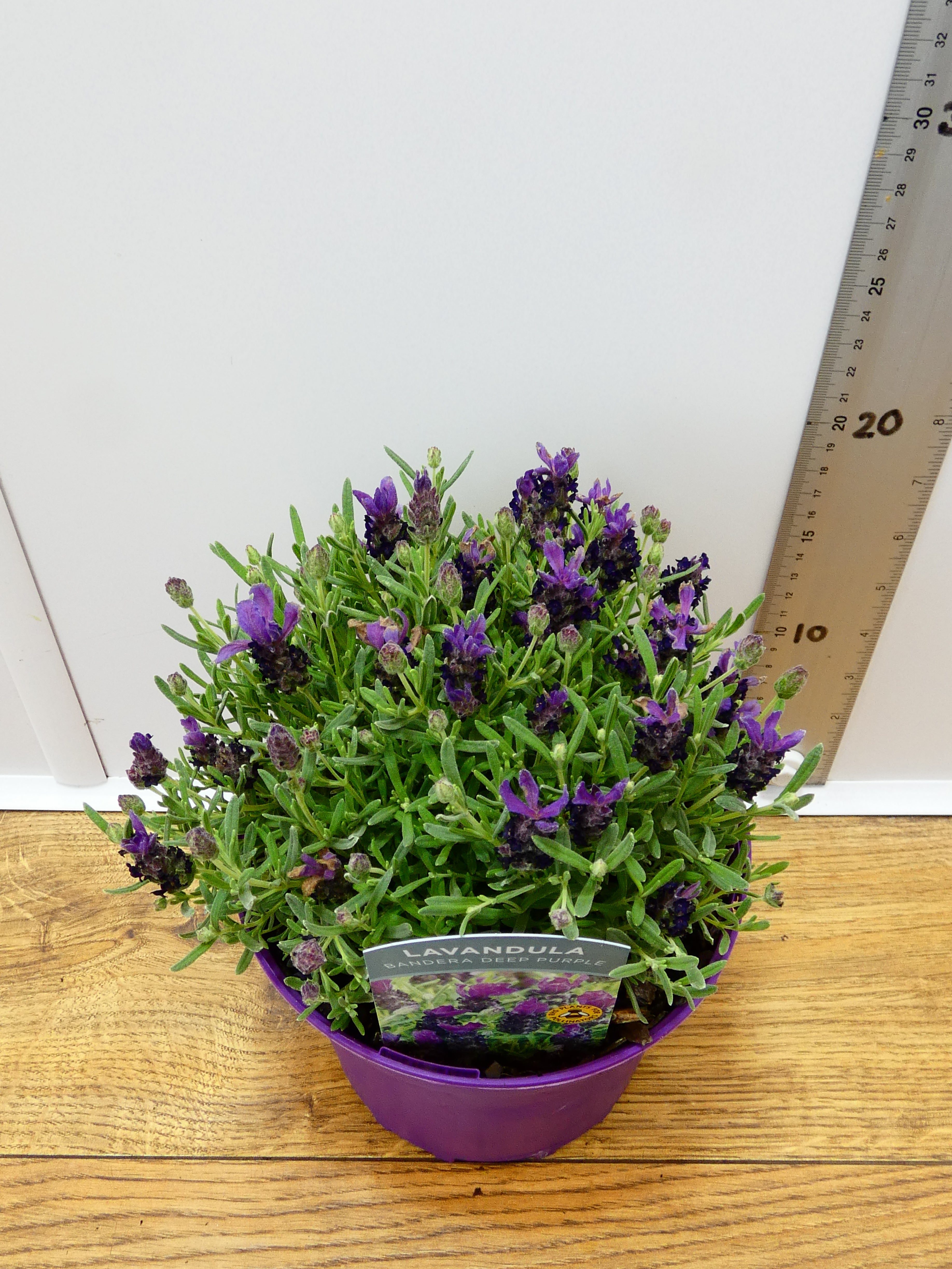 Lavandula st. 'Bandera Deep Purple' (2ltr)