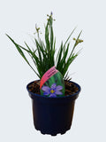 Sisyrinchium 'Moody Blues' (2ltr)
