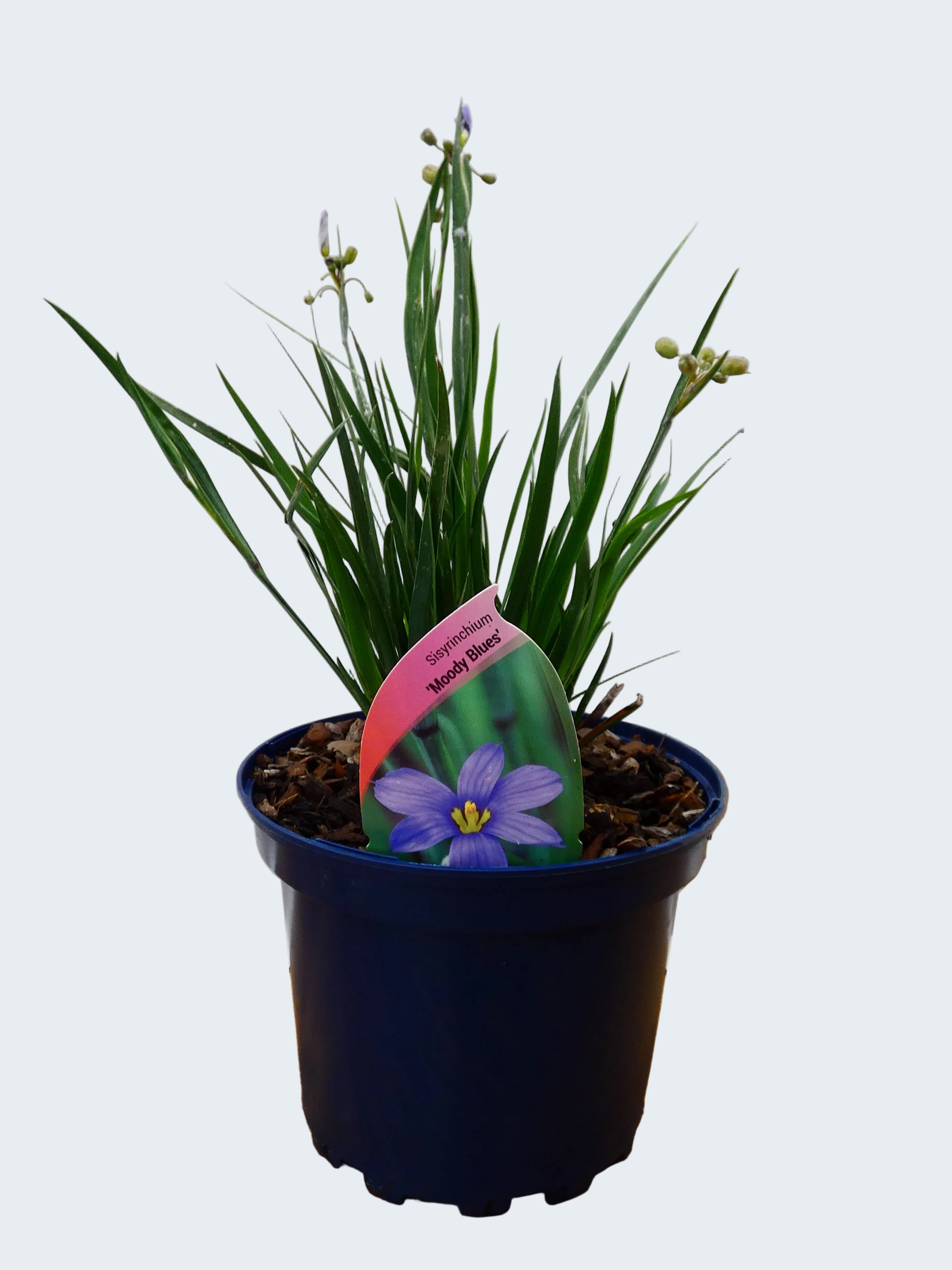 Sisyrinchium 'Moody Blues' (2ltr)