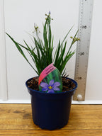Sisyrinchium 'Moody Blues' (2ltr)