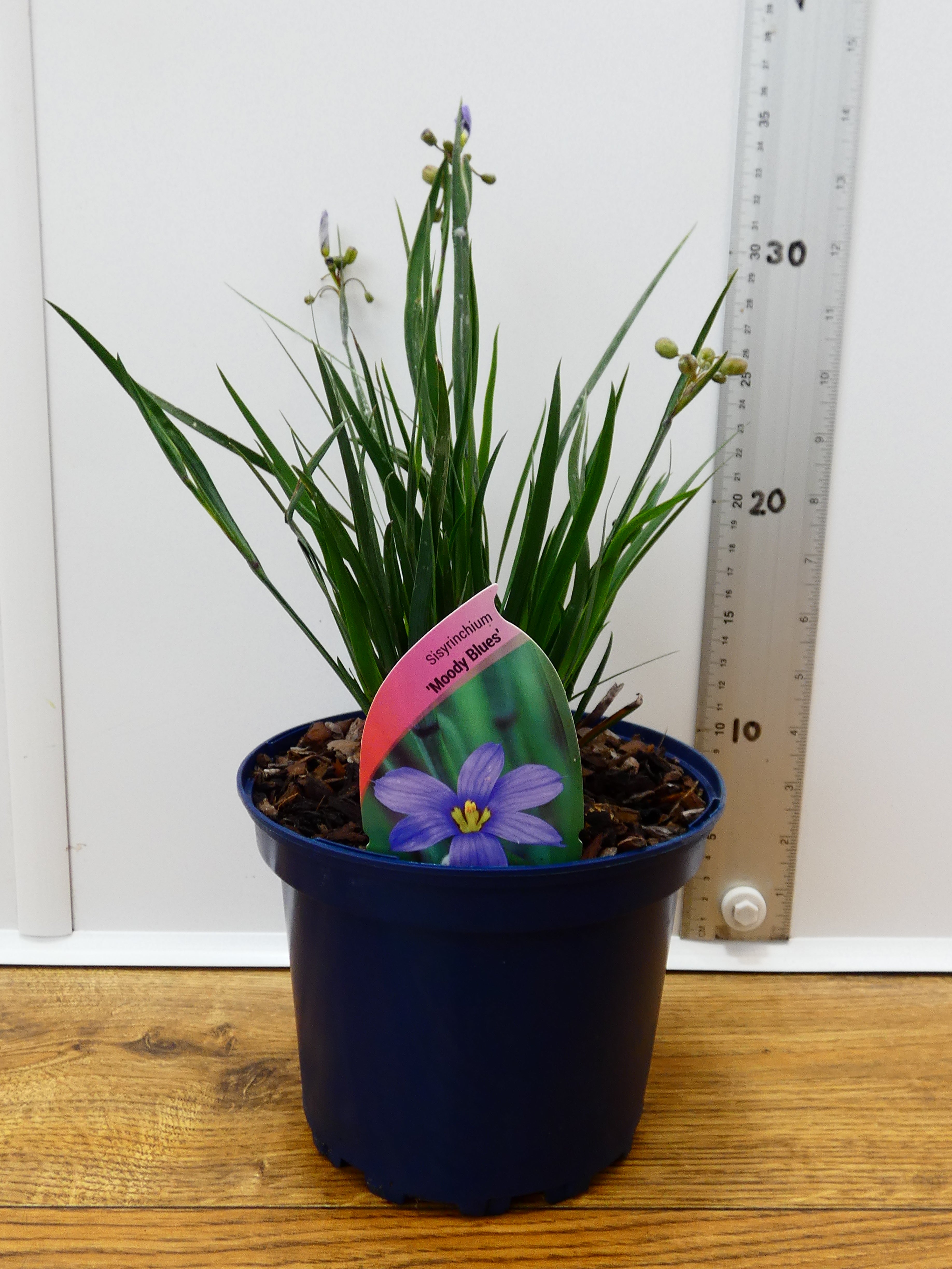 Sisyrinchium 'Moody Blues' (2ltr)