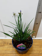 Sisyrinchium 'Moody Blues' (2ltr)