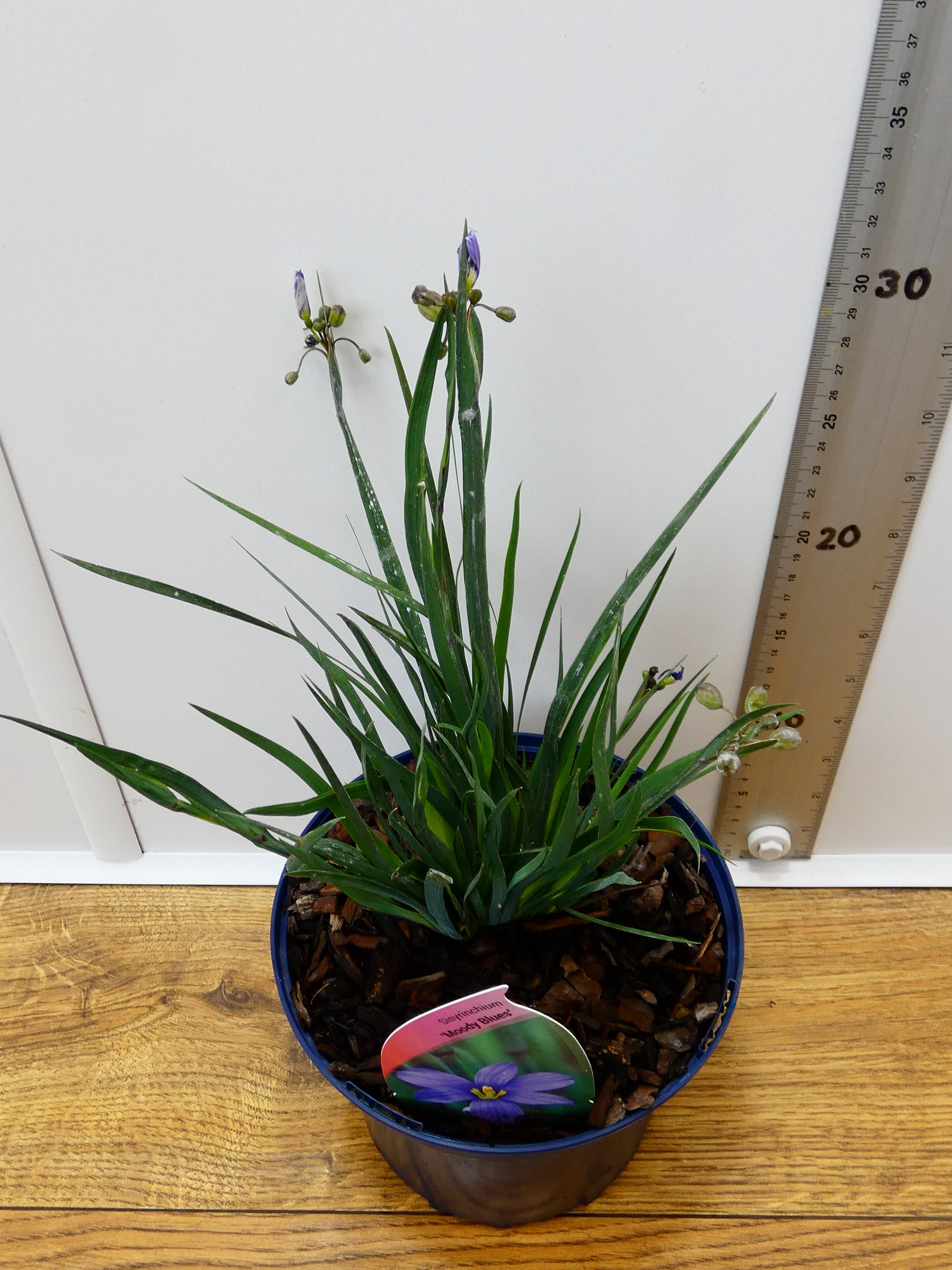 Sisyrinchium 'Moody Blues' (2ltr)