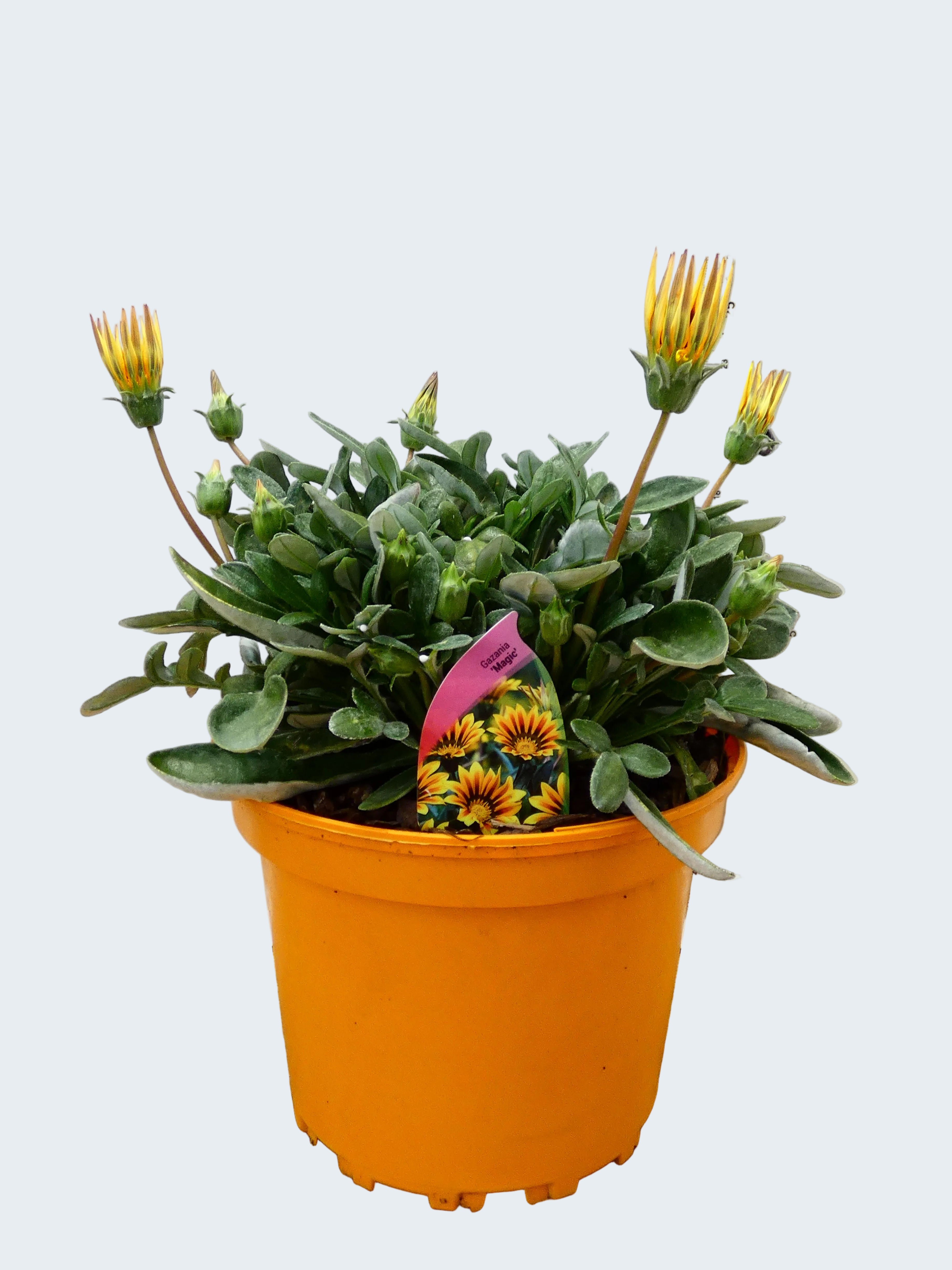 Gazania 'Magic' (2ltr)