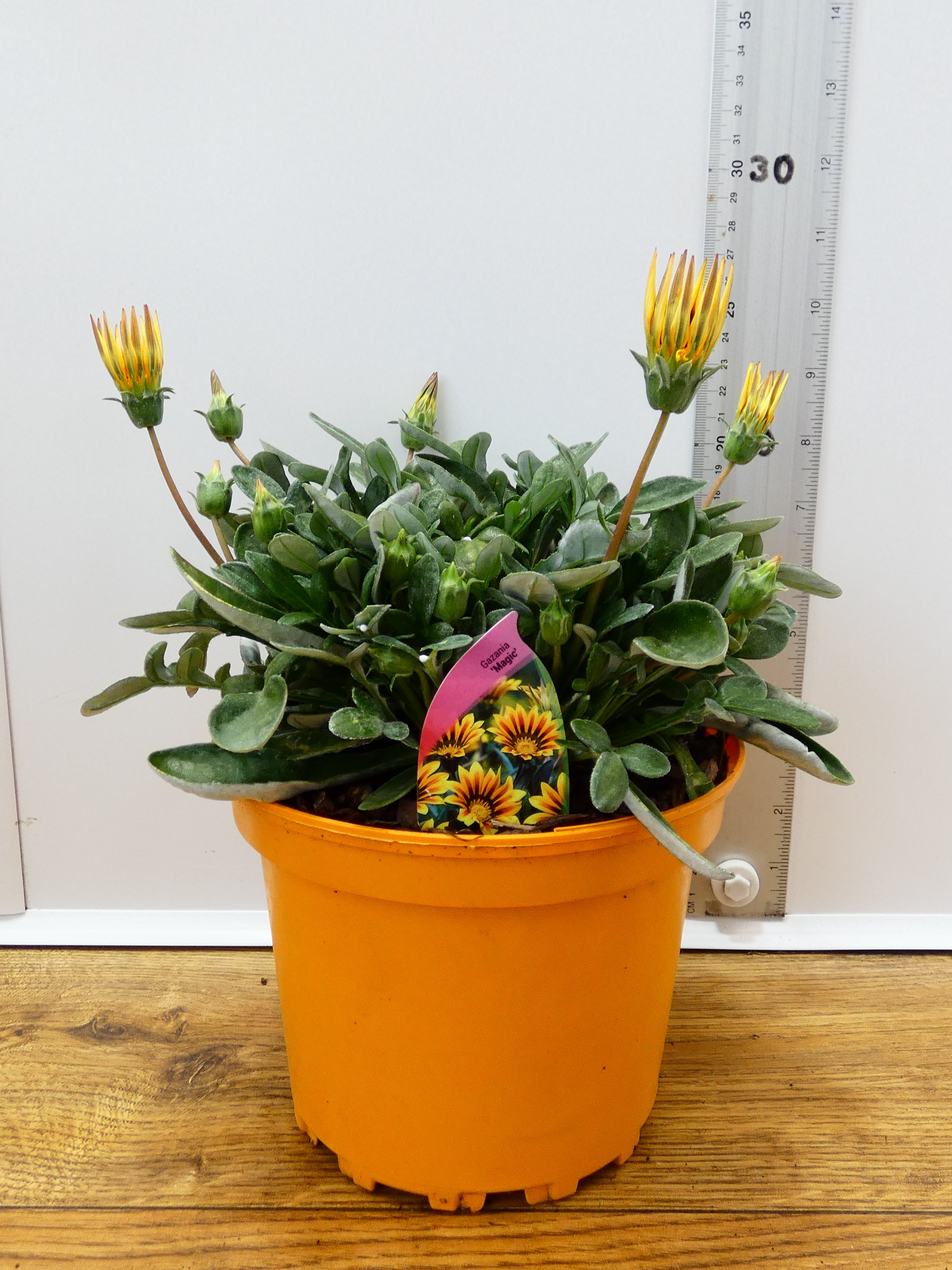 Gazania 'Magic' (2ltr)