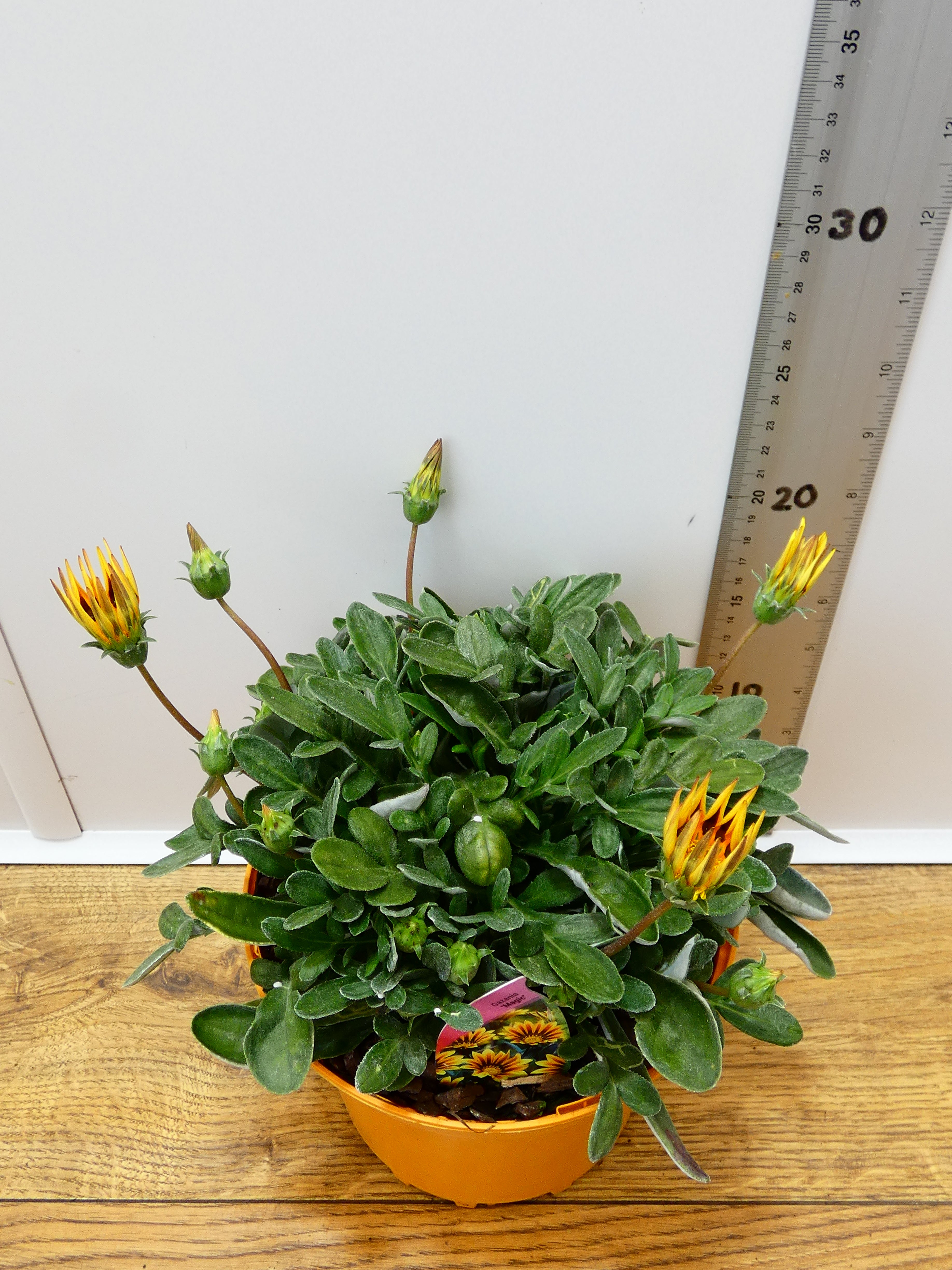 Gazania 'Magic' (2ltr)