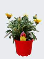 Gazania 'Totonaca' (2ltr)