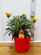 Gazania 'Totonaca' (2ltr)