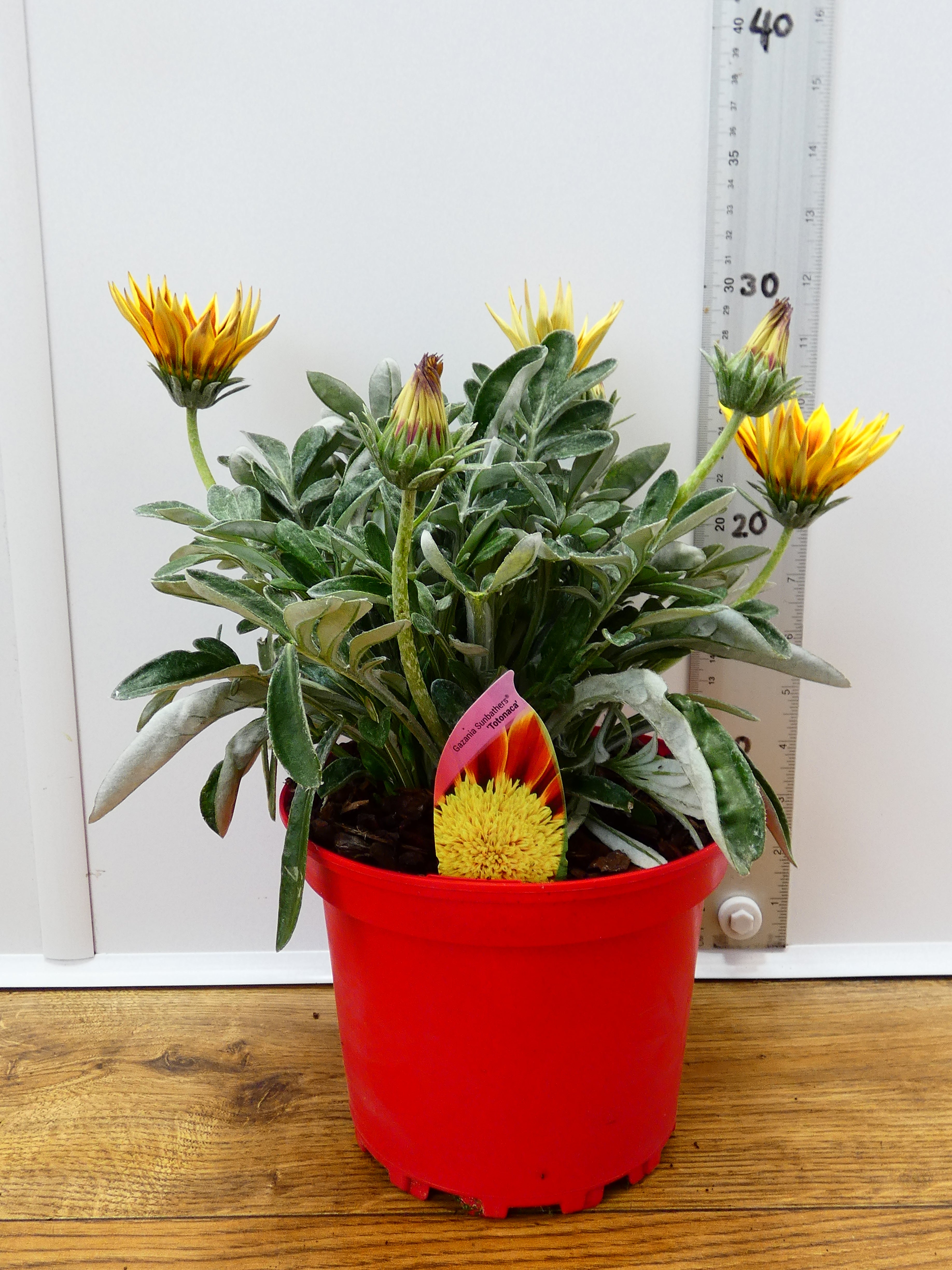 Gazania 'Totonaca' (2ltr)