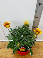 Gazania 'Totonaca' (2ltr)