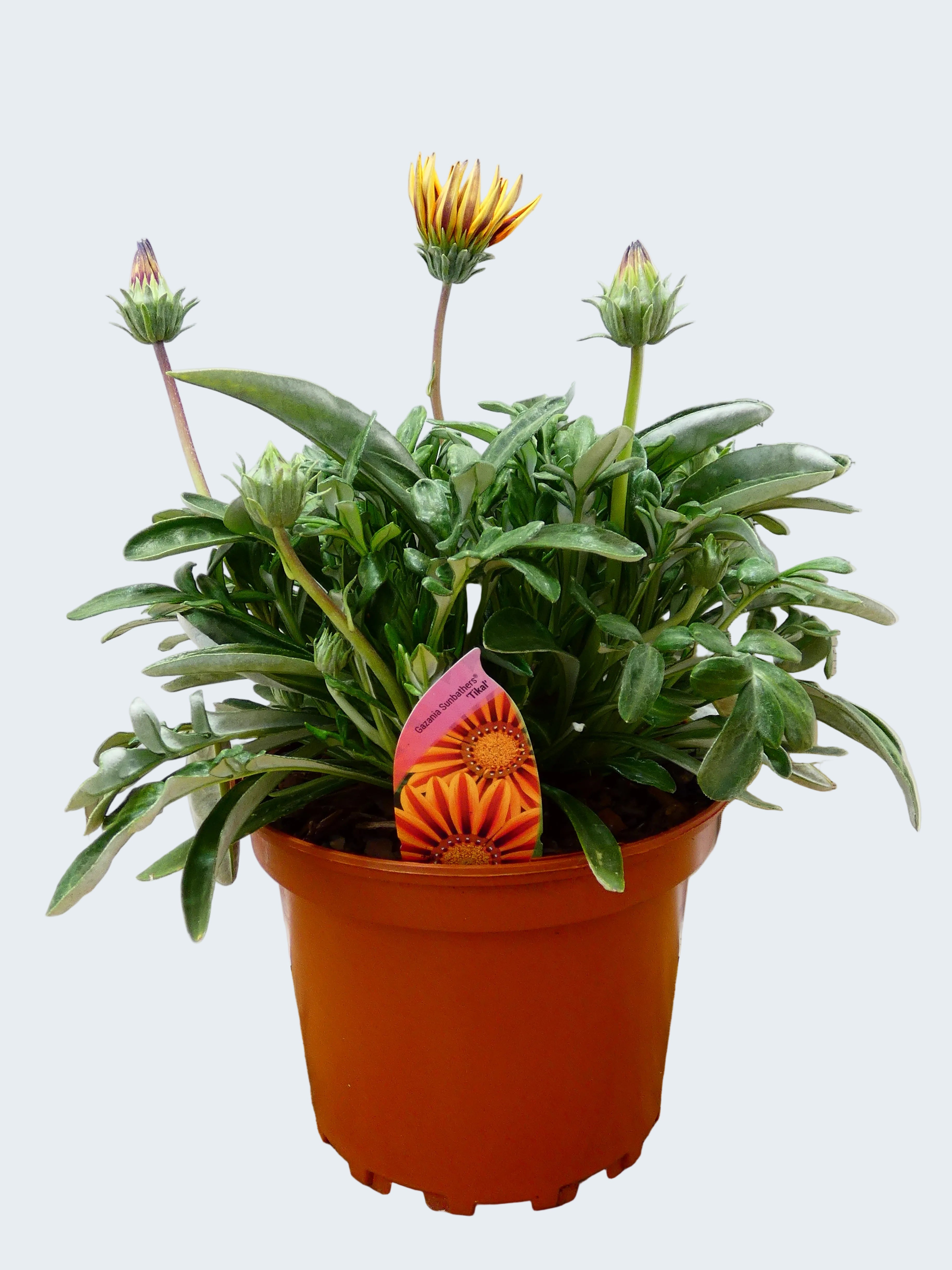 Gazania 'Tikal' (2ltr)