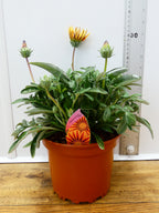Gazania 'Tikal' (2ltr)