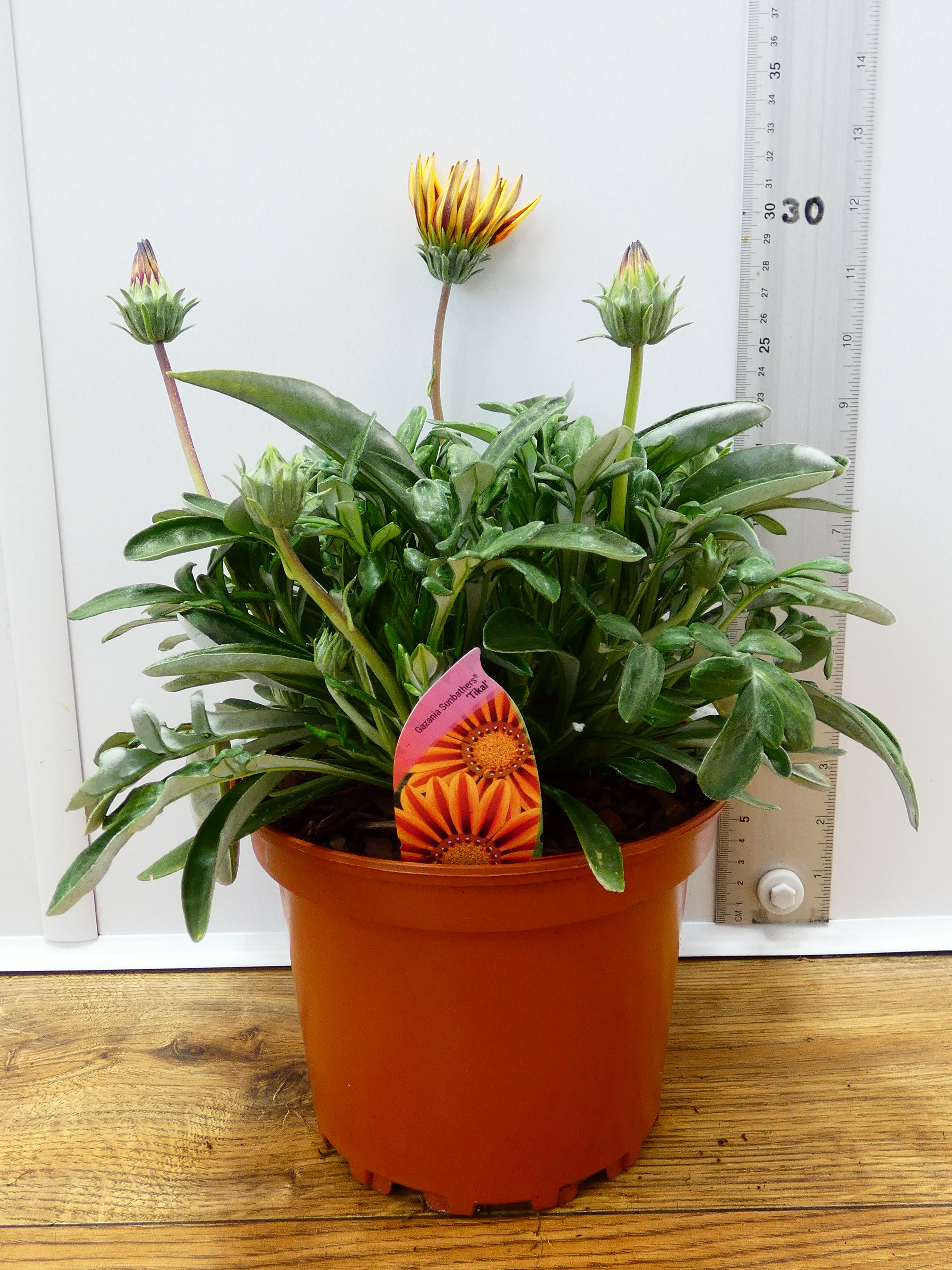 Gazania 'Tikal' (2ltr)