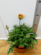 Gazania 'Tikal' (2ltr)
