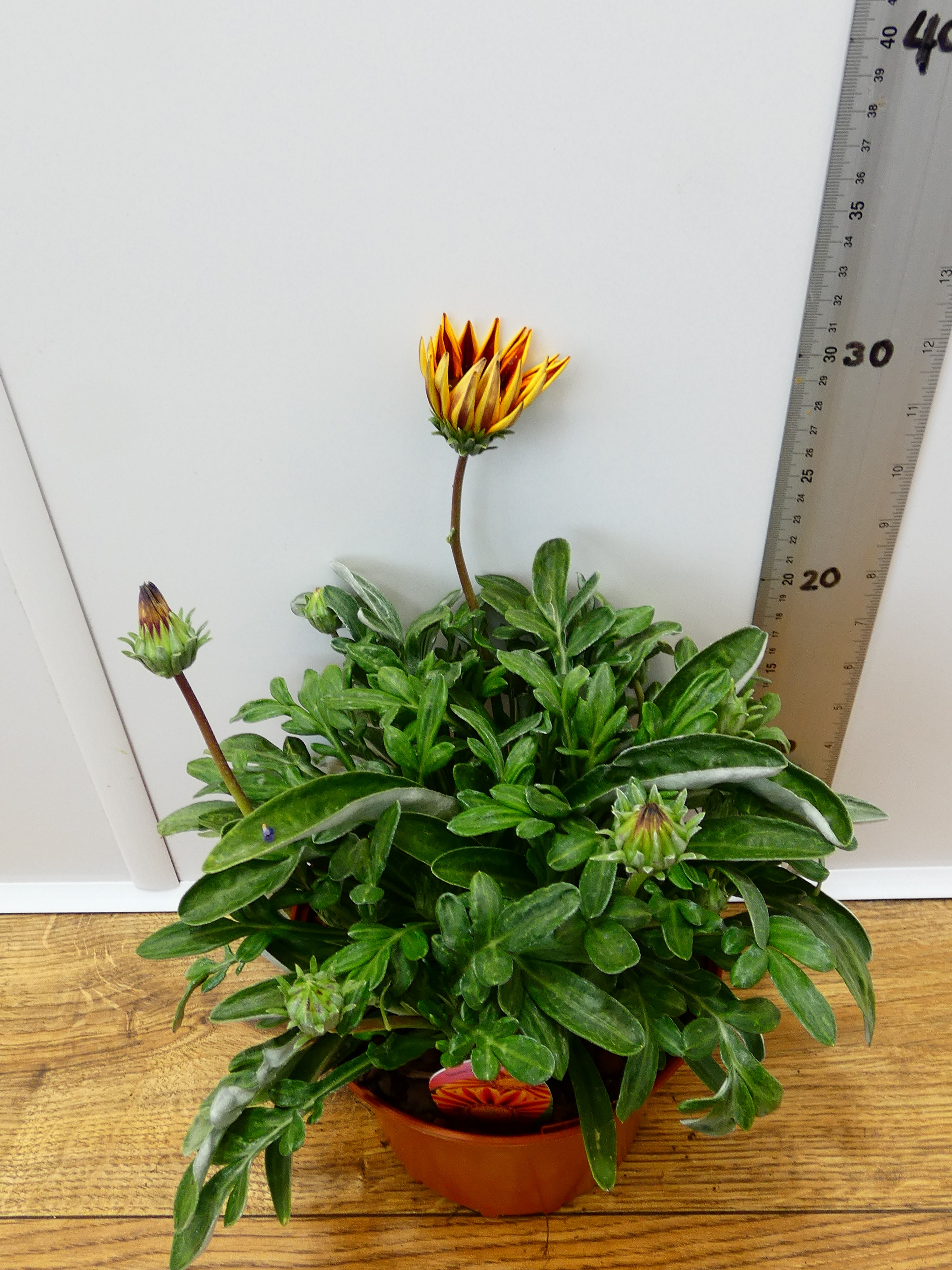 Gazania 'Tikal' (2ltr)