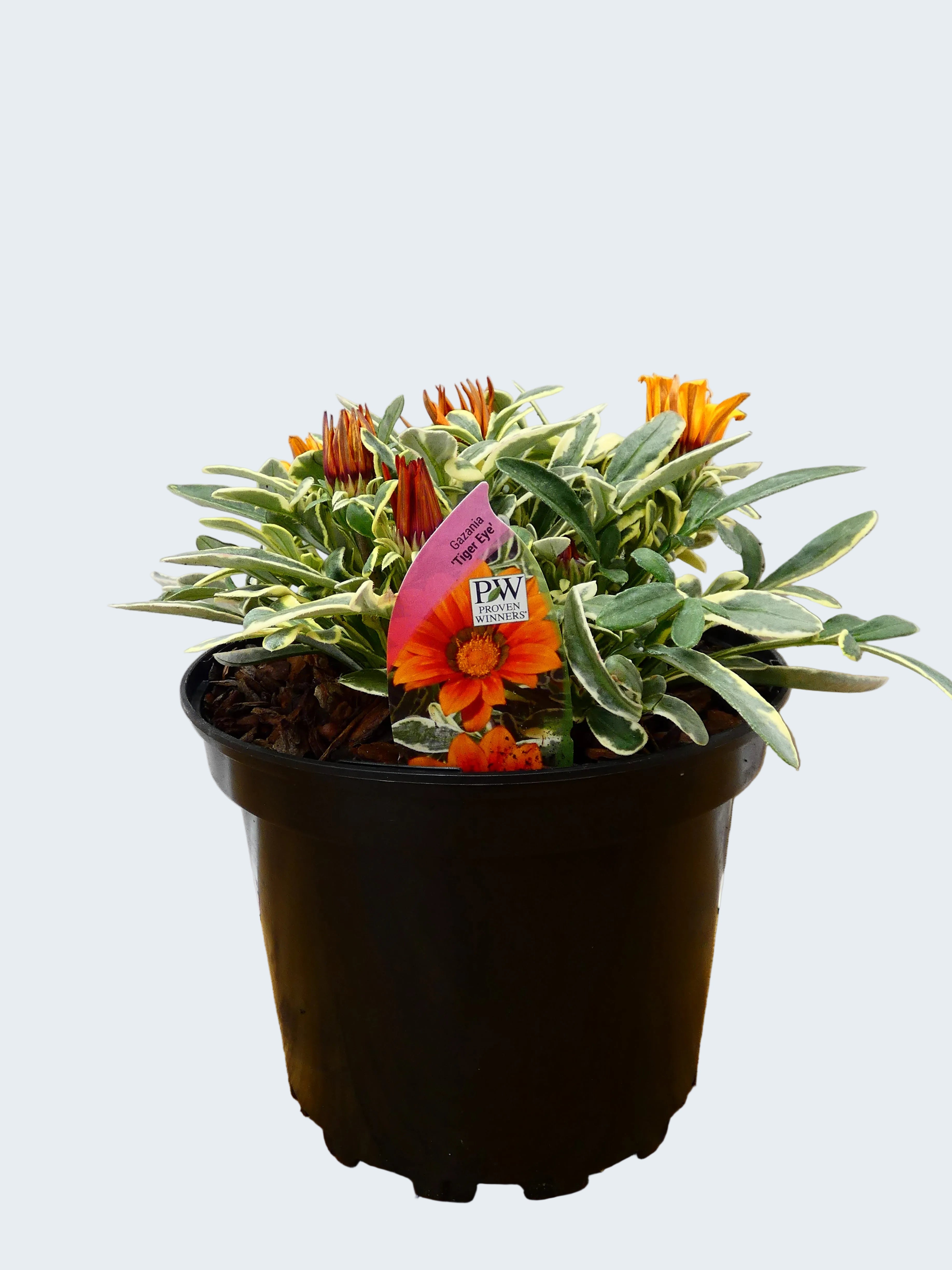 Gazania 'Tiger Eye' (2ltr)