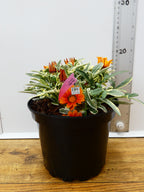 Gazania 'Tiger Eye' (2ltr)