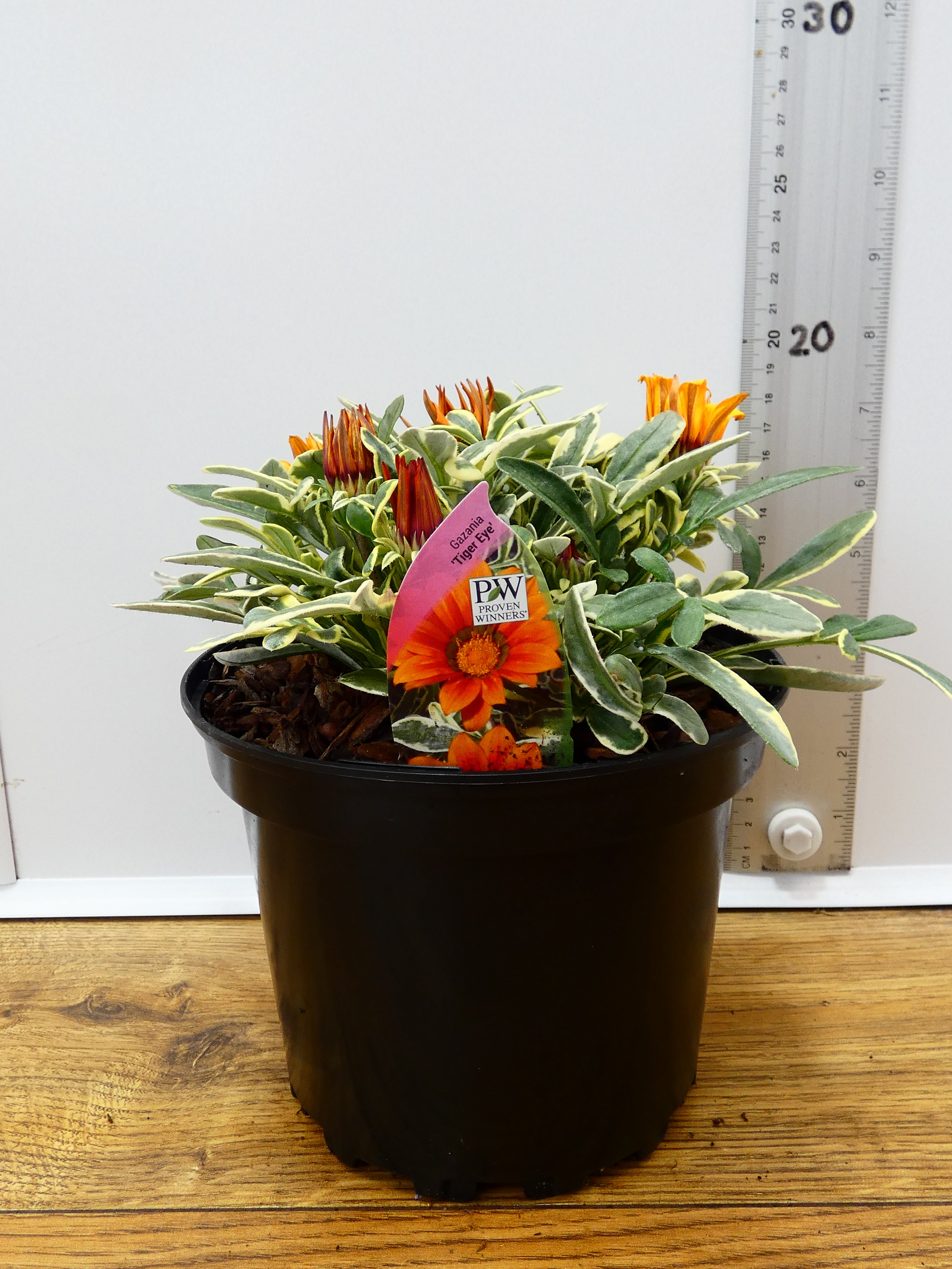 Gazania 'Tiger Eye' (2ltr)