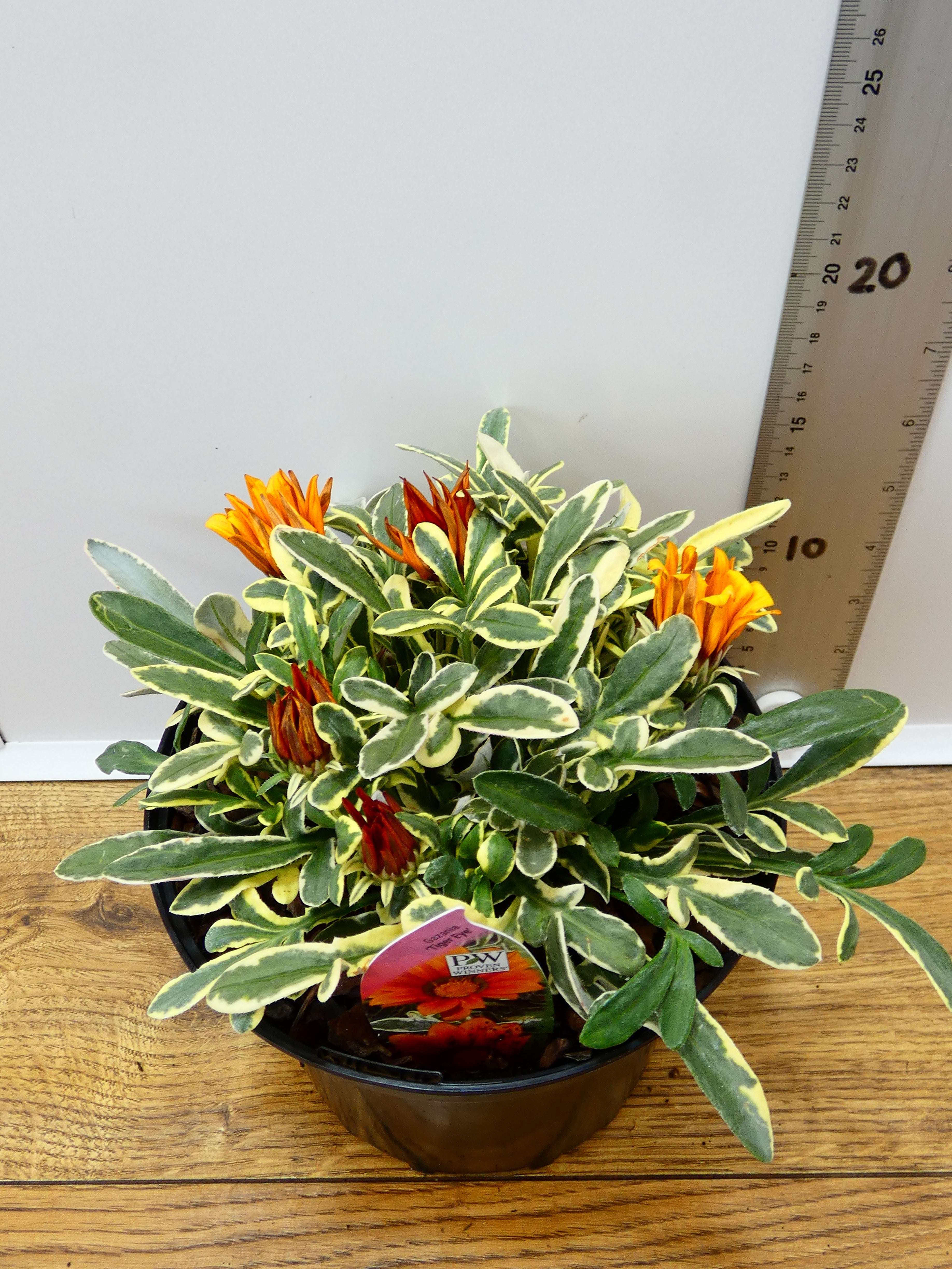 Gazania 'Tiger Eye' (2ltr)