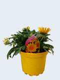 Gazania 'Suncarpet' (2ltr)
