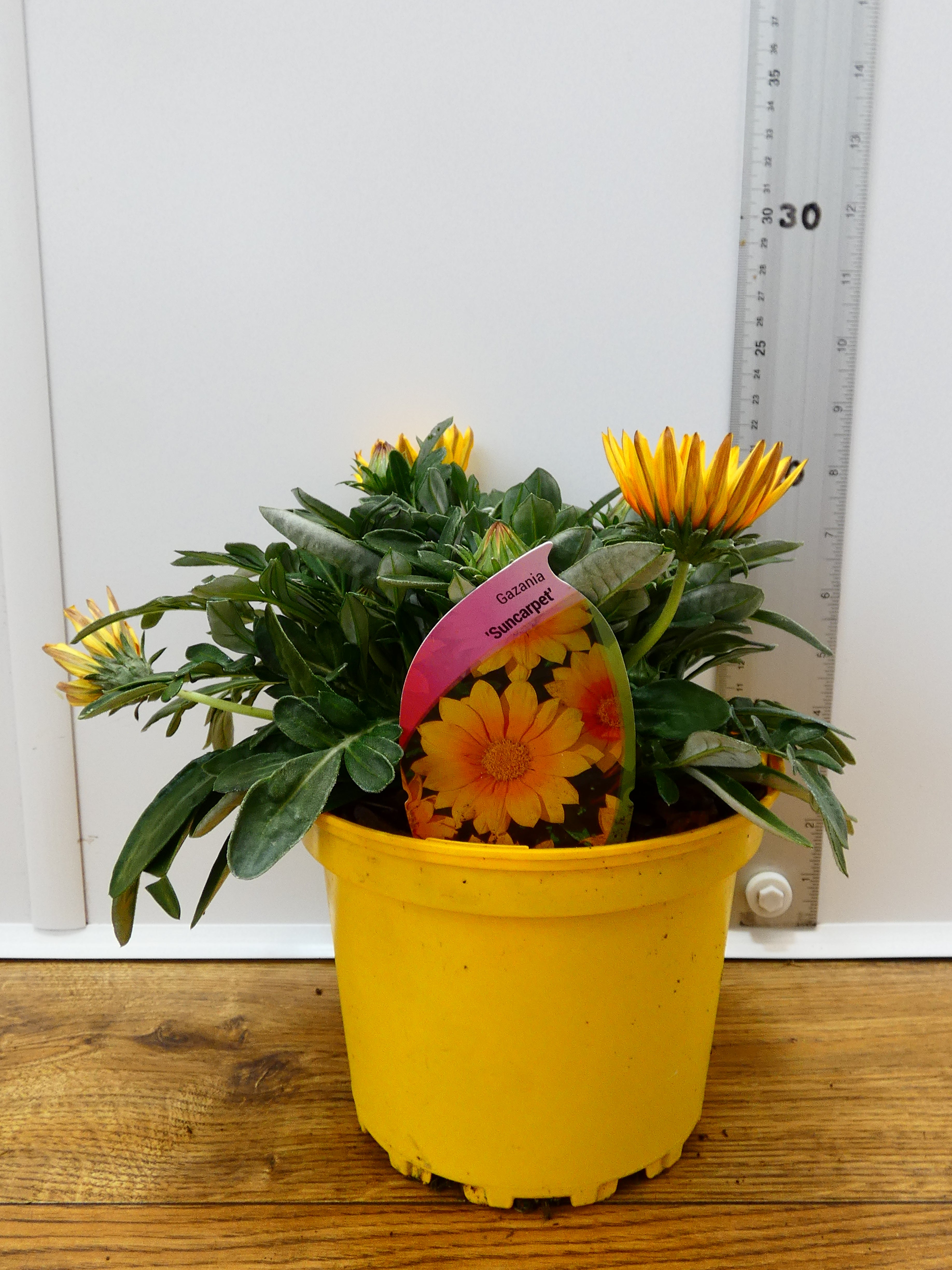 Gazania 'Suncarpet' (2ltr)