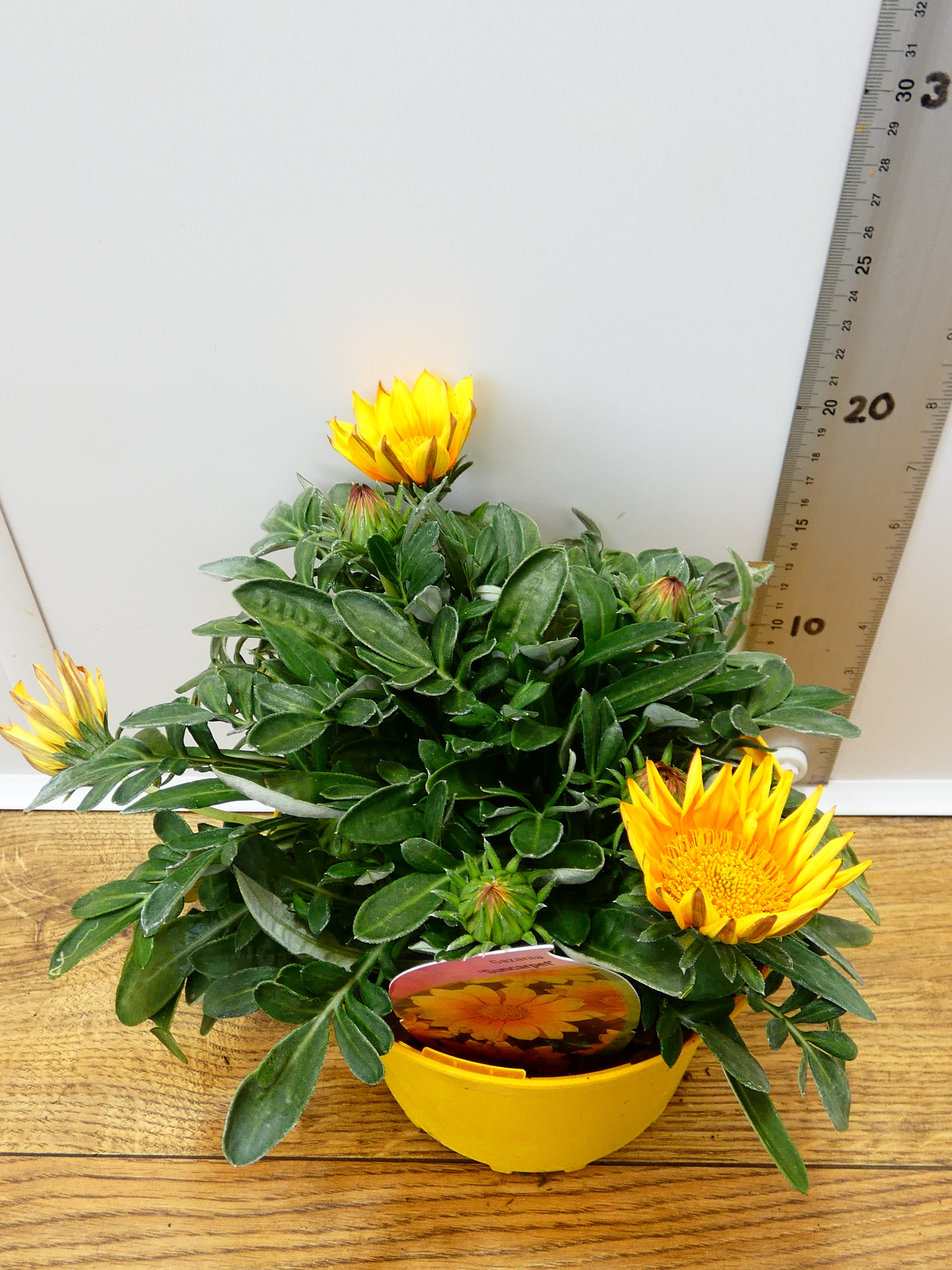 Gazania 'Suncarpet' (2ltr)