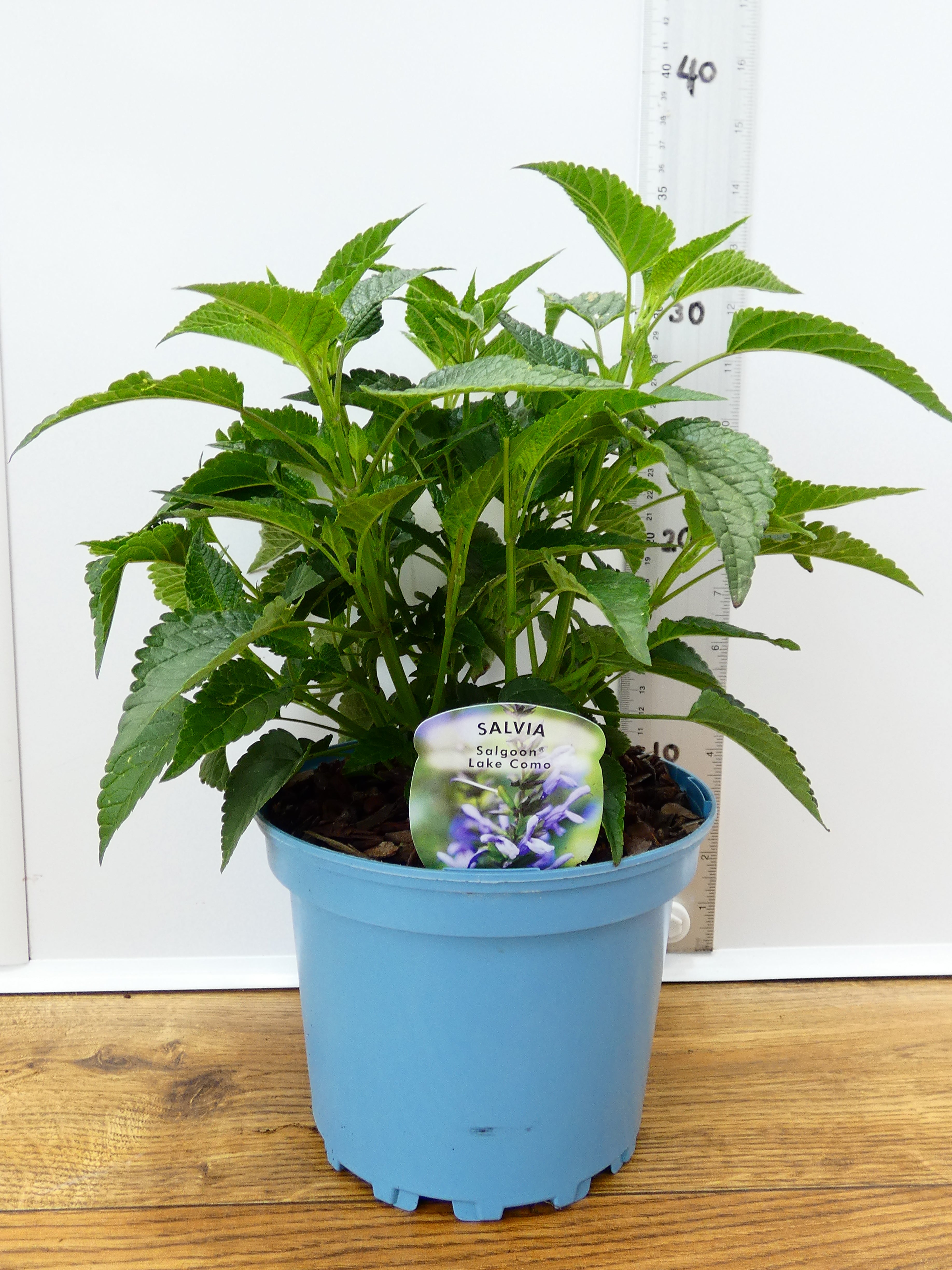 Salvia Salgoon 'Lake Como' (2ltr)