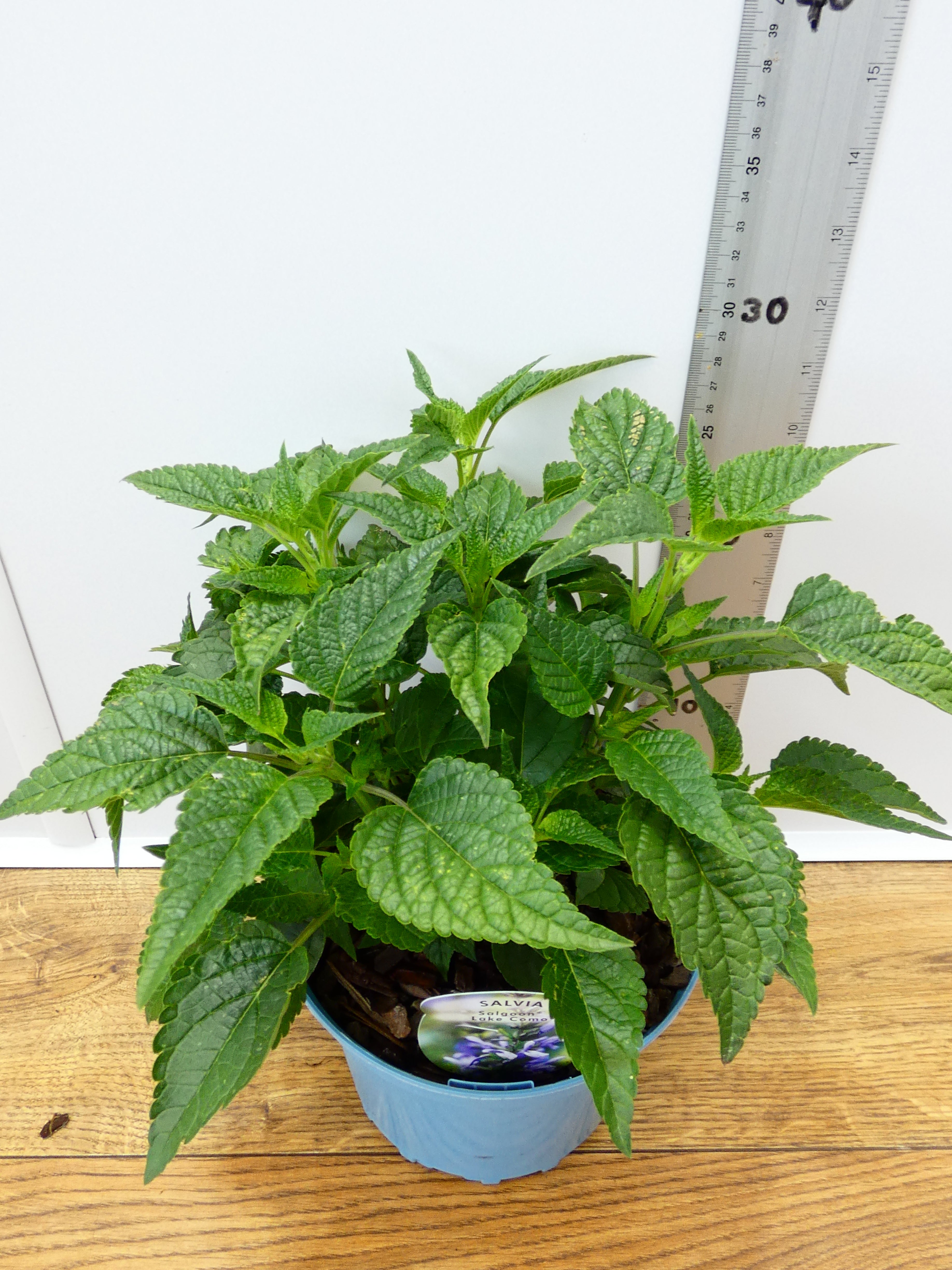 Salvia Salgoon 'Lake Como' (2ltr)