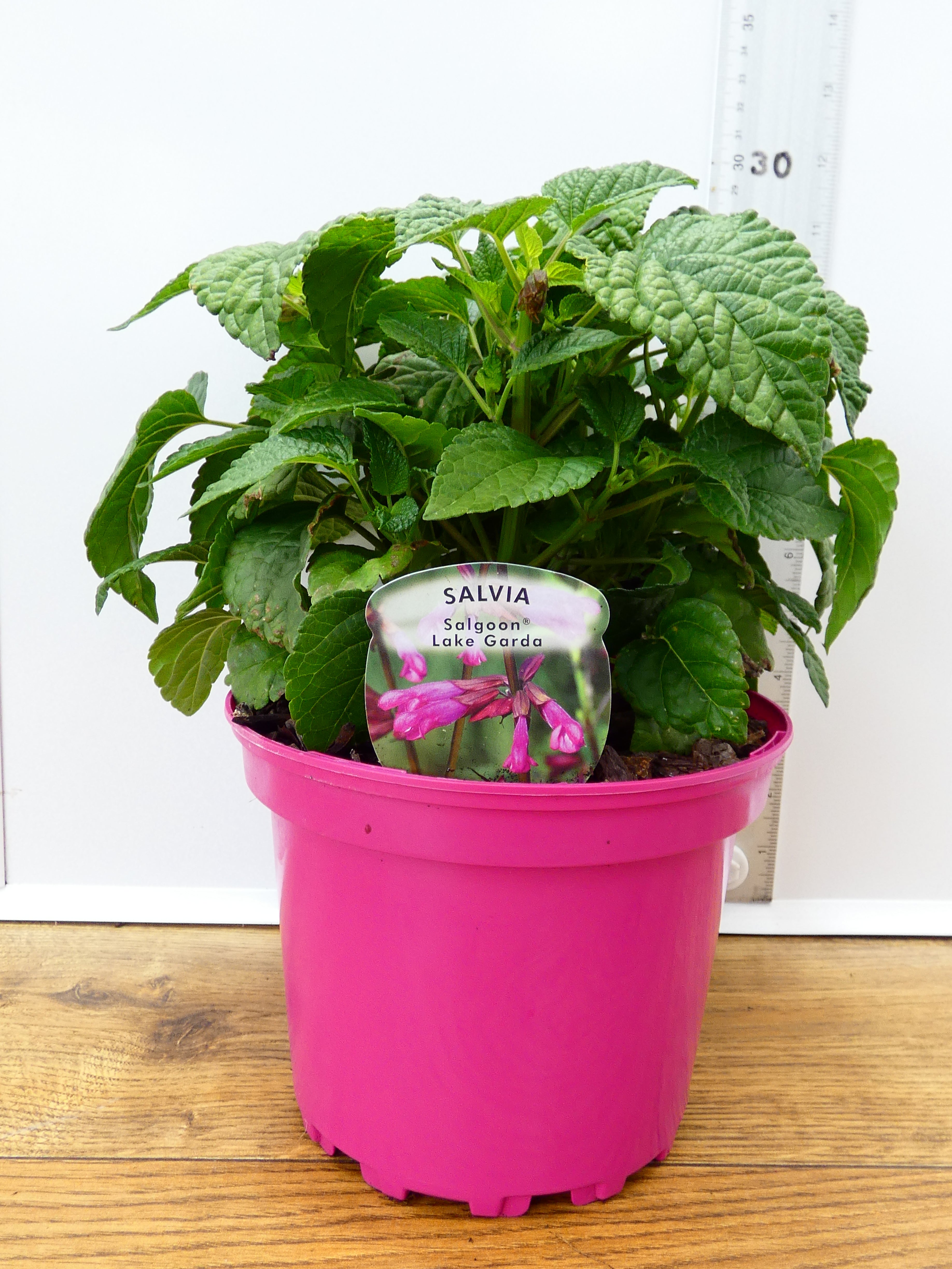 Salvia Salgoon 'Lake Garda' (2ltr)