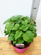 Salvia Salgoon 'Lake Garda' (2ltr)