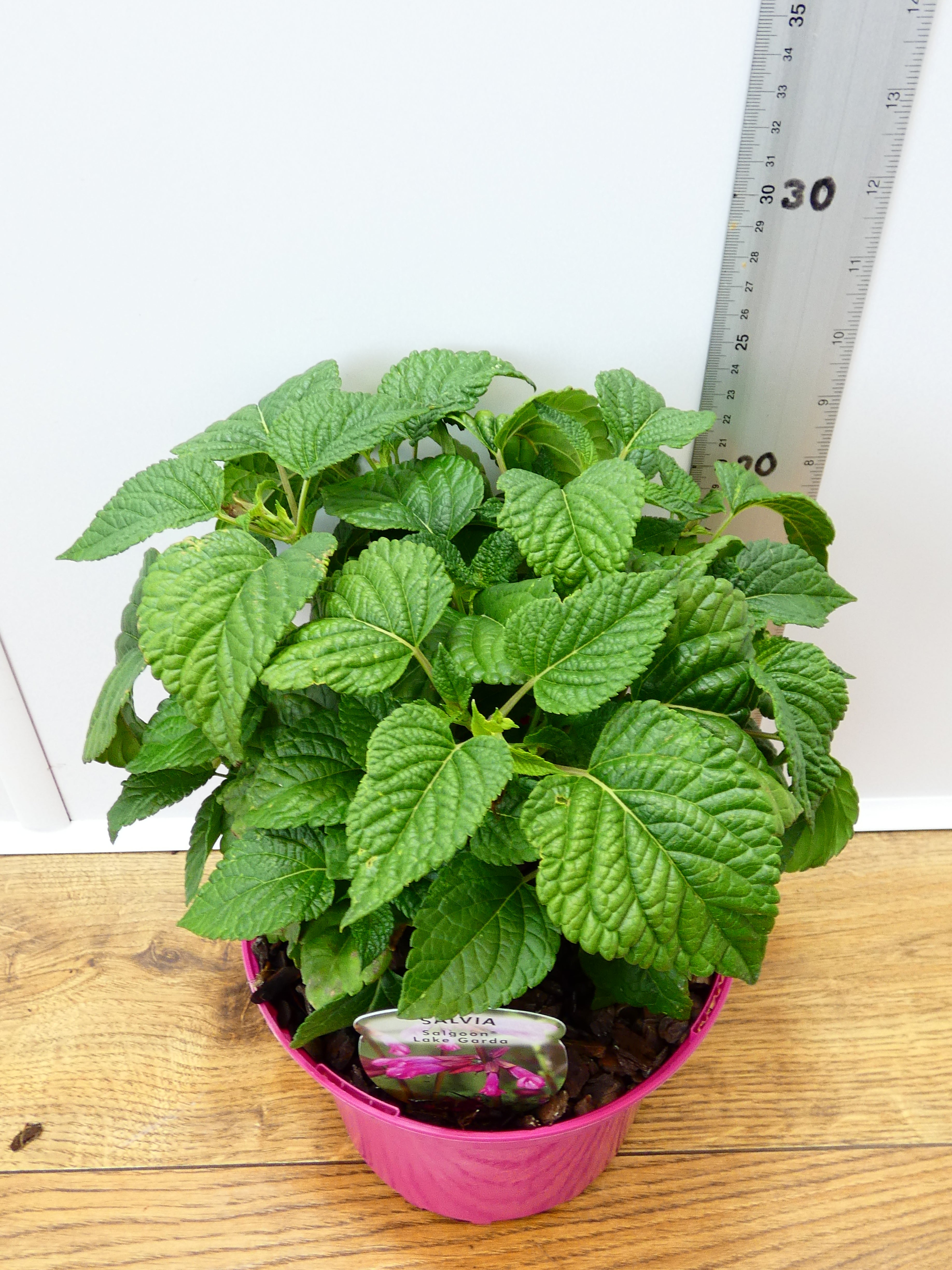 Salvia Salgoon 'Lake Garda' (2ltr)