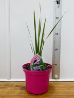 Dierama 'Pink Rocket' (2ltr)