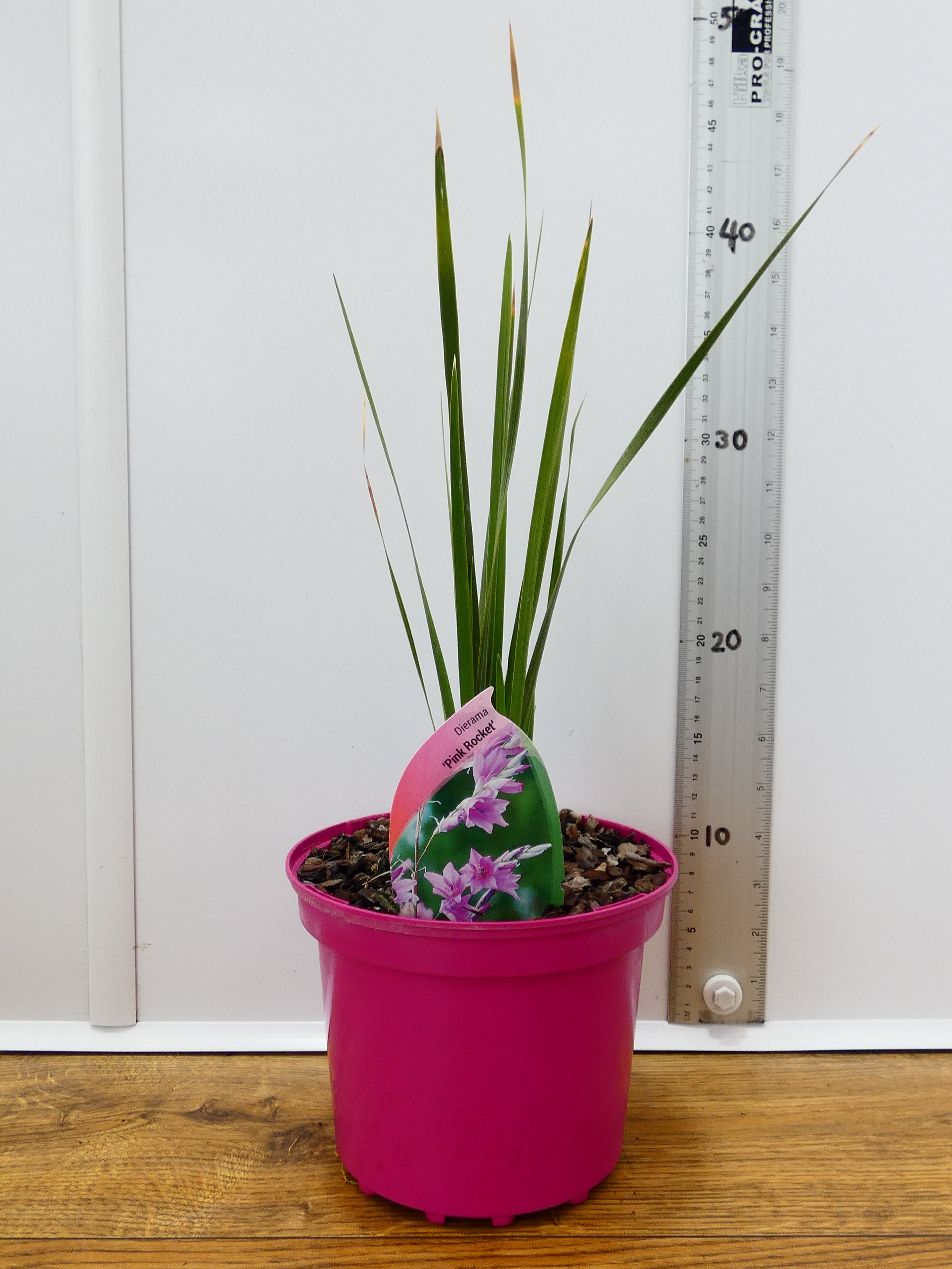 Dierama 'Pink Rocket' (2ltr)