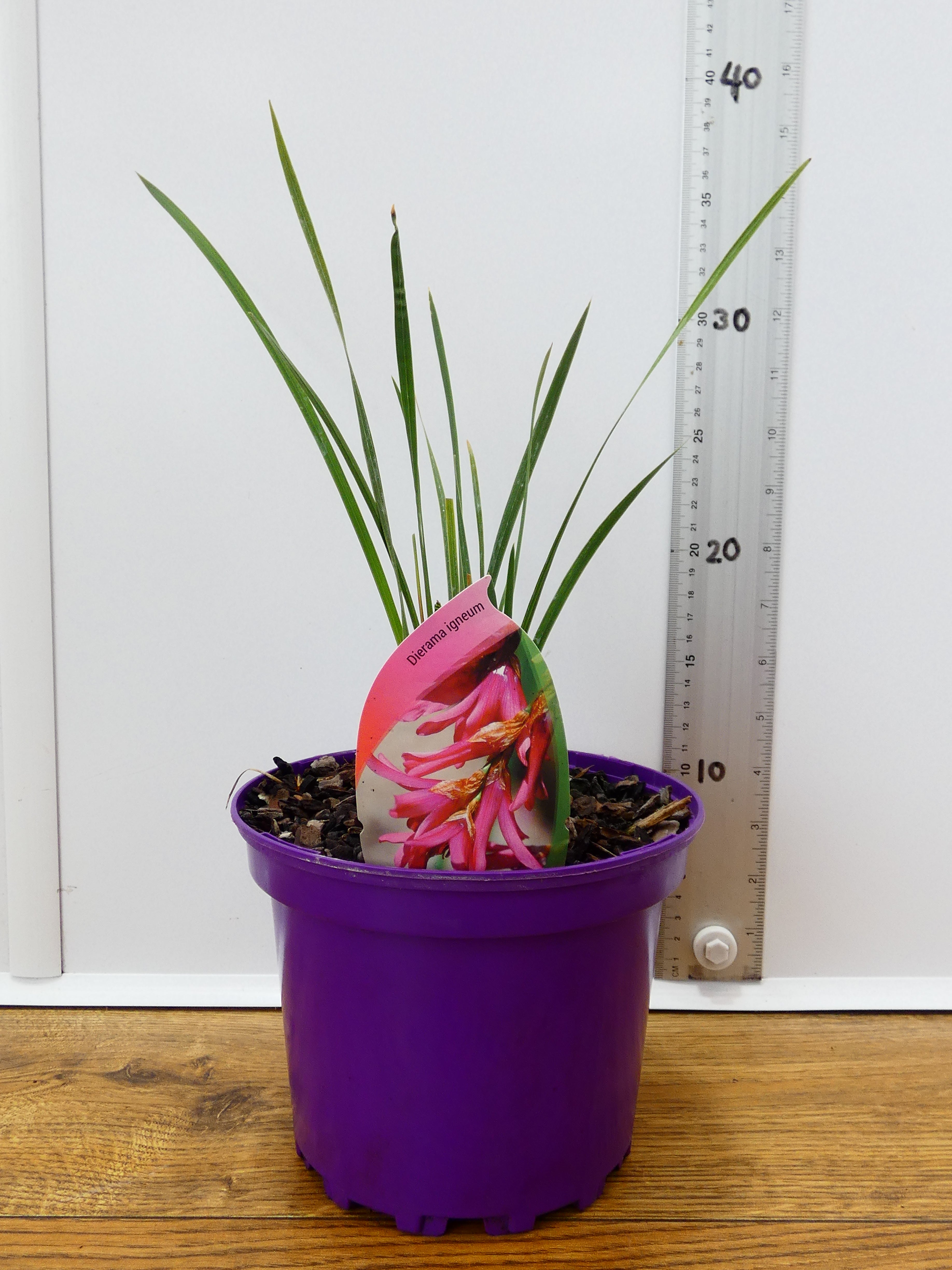 Dierama 'Igneum' (2ltr)