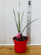 Dierama 'Blackbird' (2ltr)