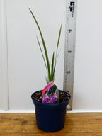 Dierama 'Pulcherrimum' (2ltr)