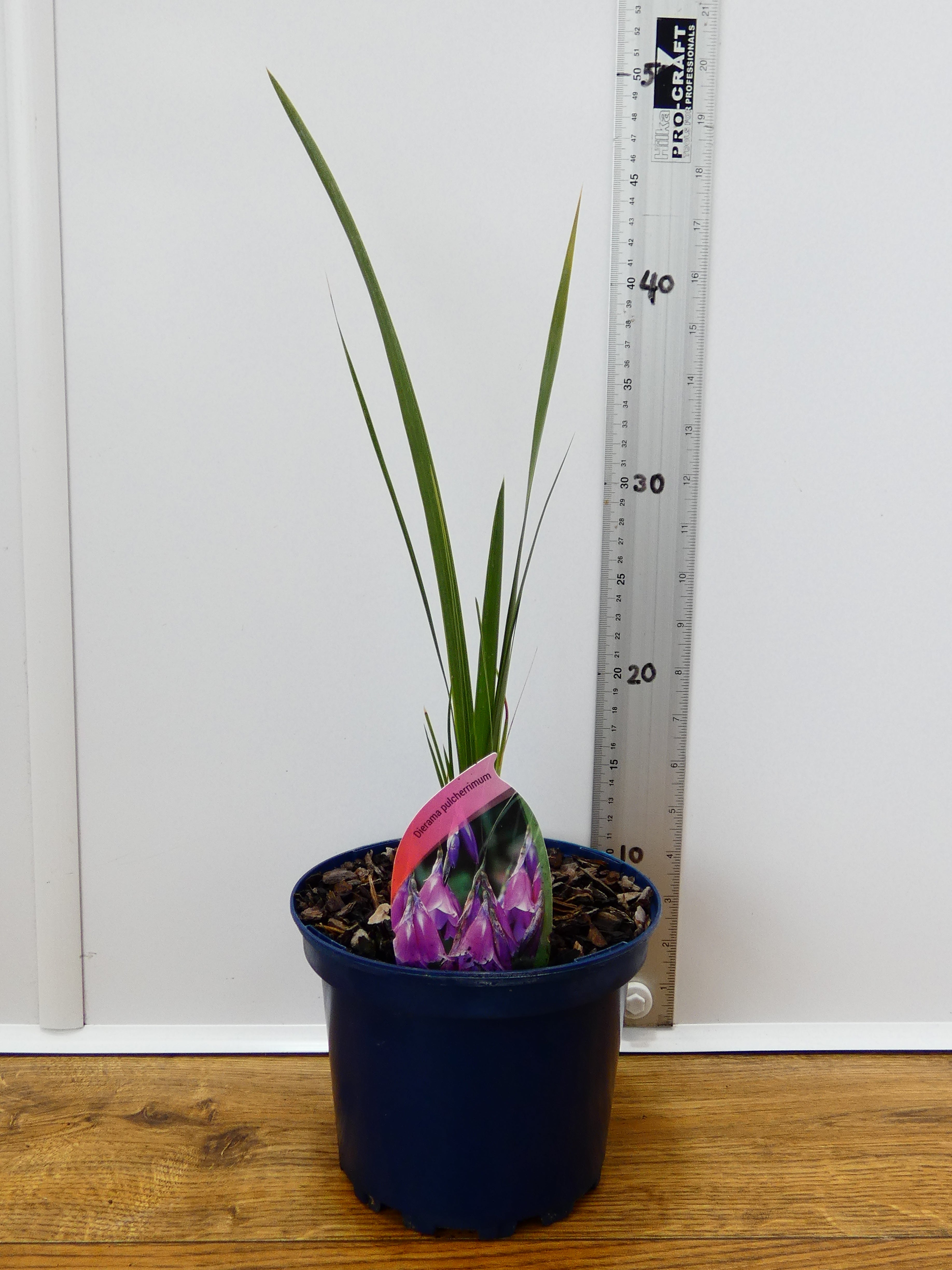Dierama 'Pulcherrimum' (2ltr)