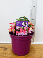 Fuchsia Patio Dancers 'Waltz' (2ltr)