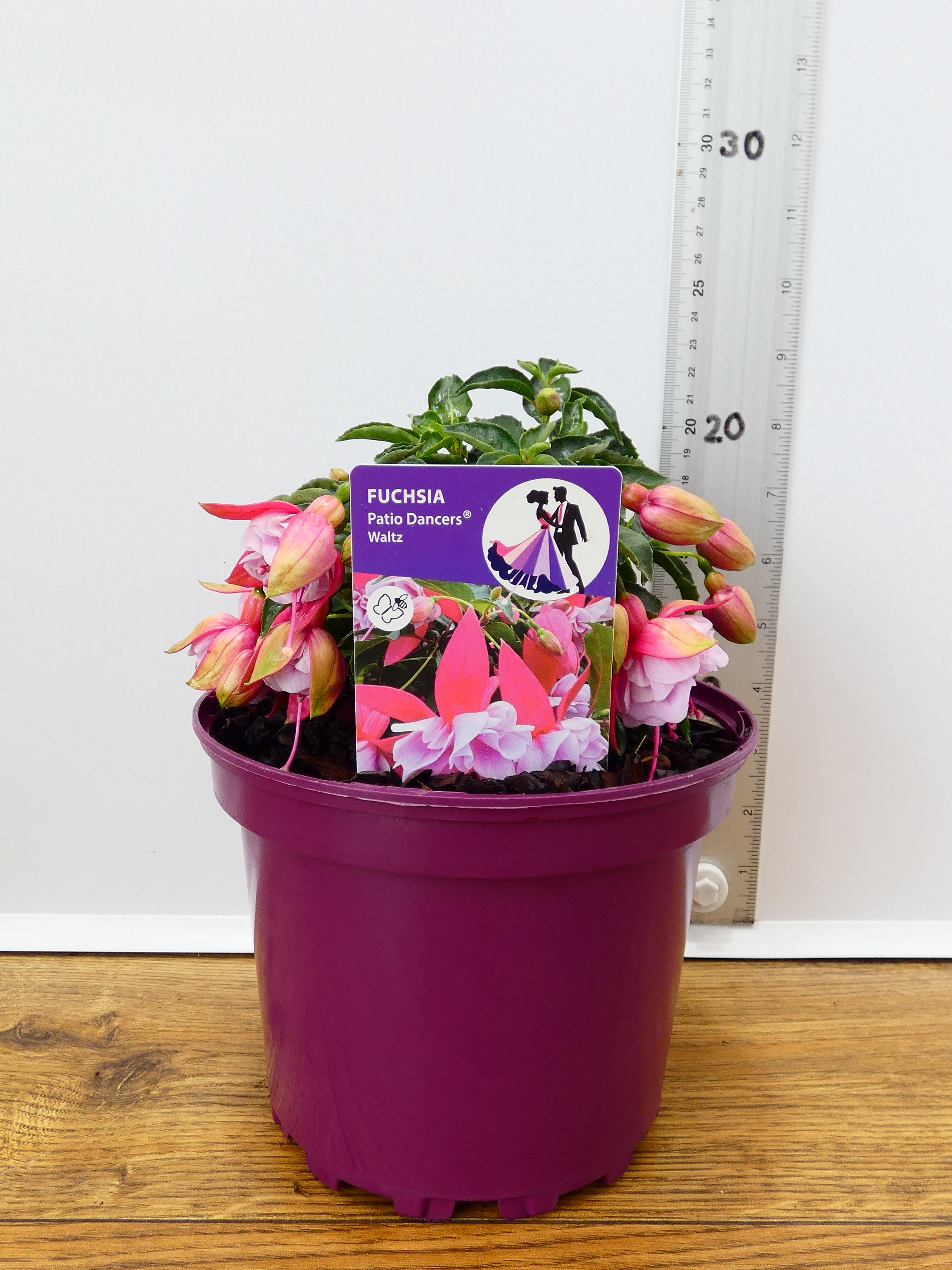 Fuchsia Patio Dancers 'Waltz' (2ltr)