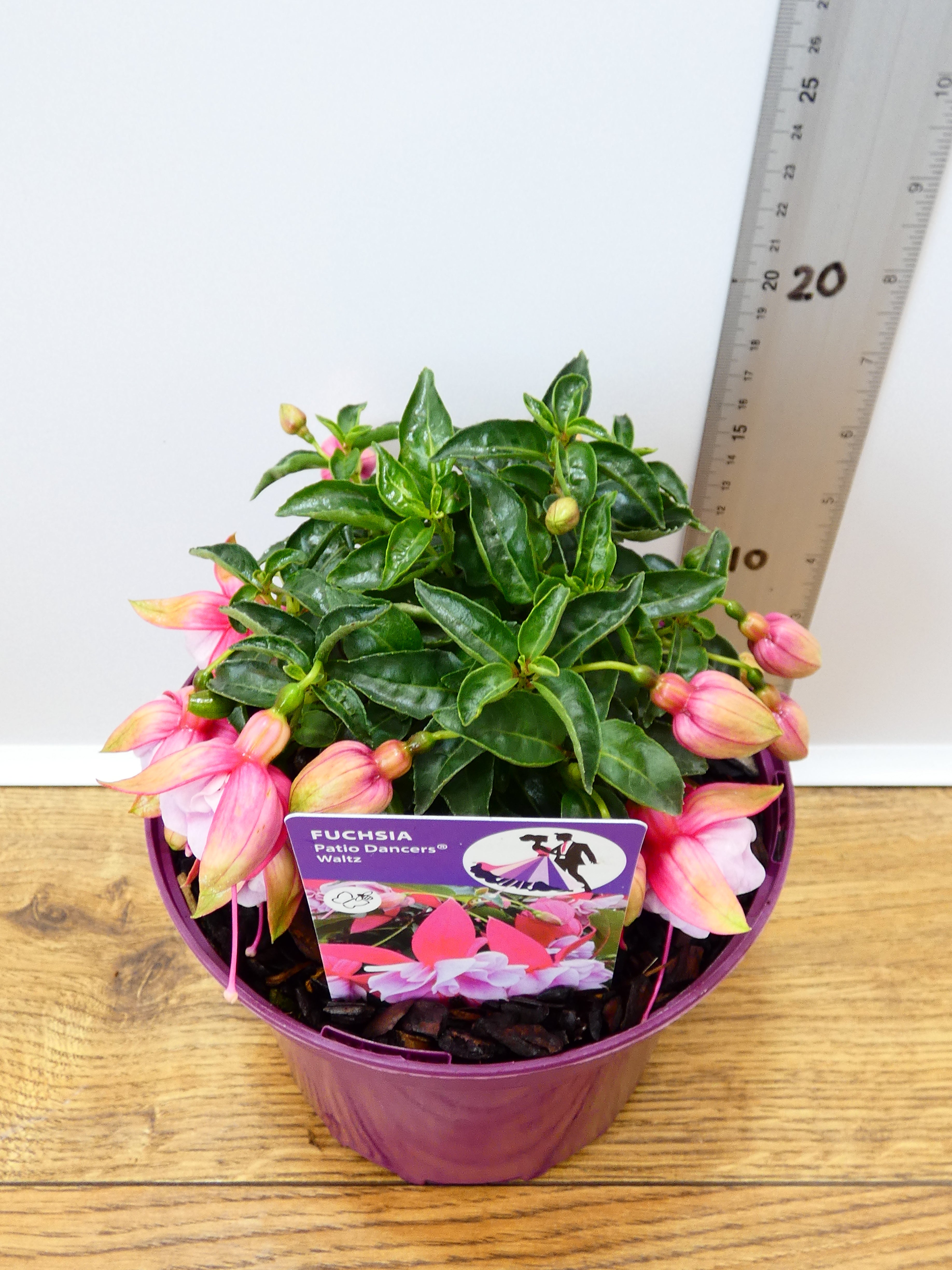 Fuchsia Patio Dancers 'Waltz' (2ltr)