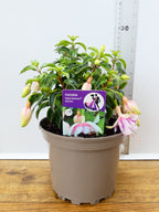 Fuchsia Patio Dancers 'Mambo' (2ltr)