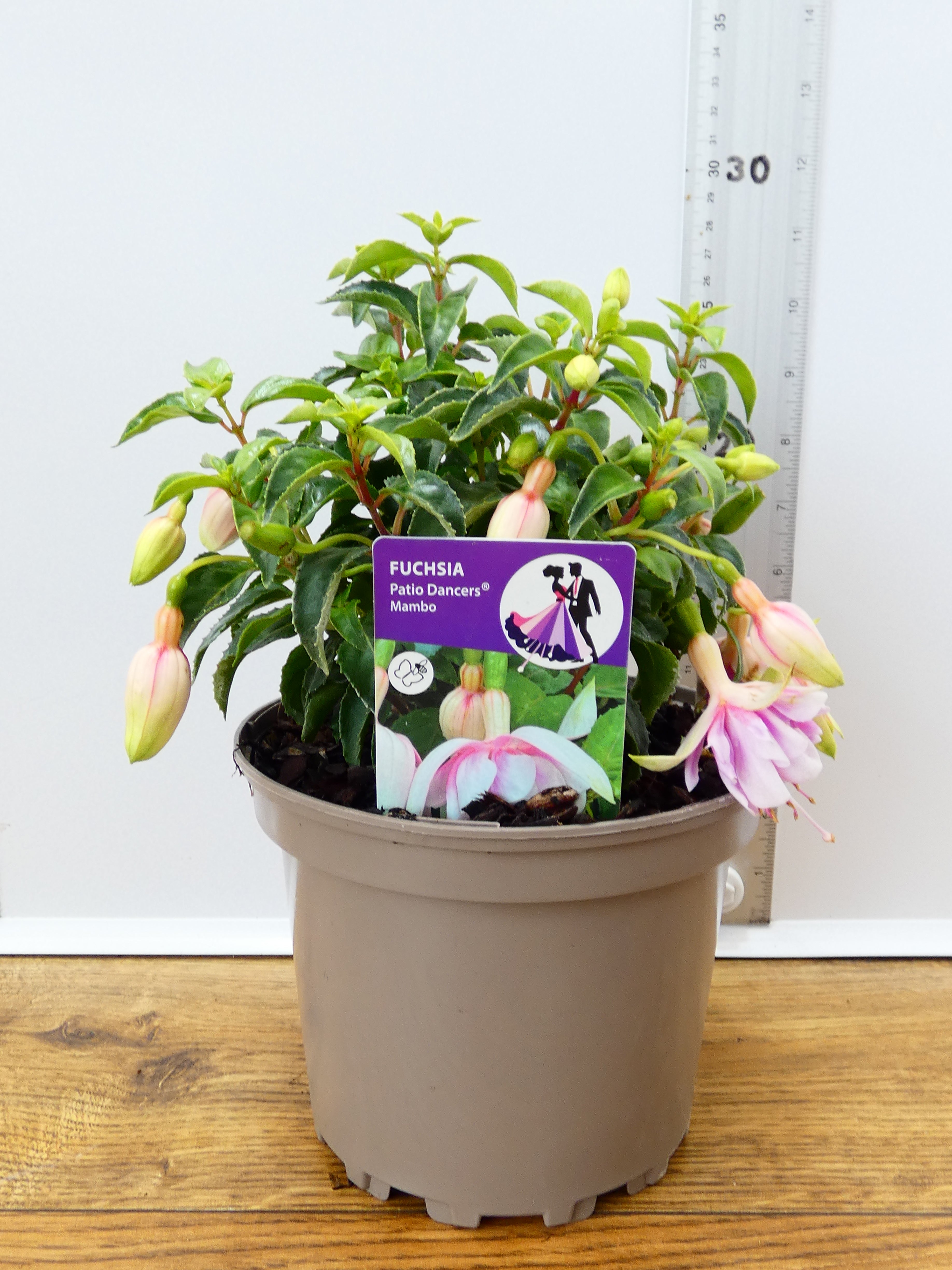 Fuchsia Patio Dancers 'Mambo' (2ltr)